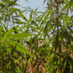 growing marijuana plant, Smokestage Cannabis Blog
